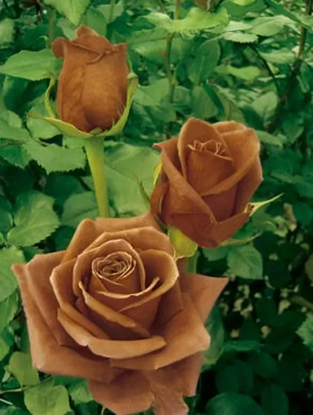 玫瑰花绝美头像,绝美玫瑰花图片