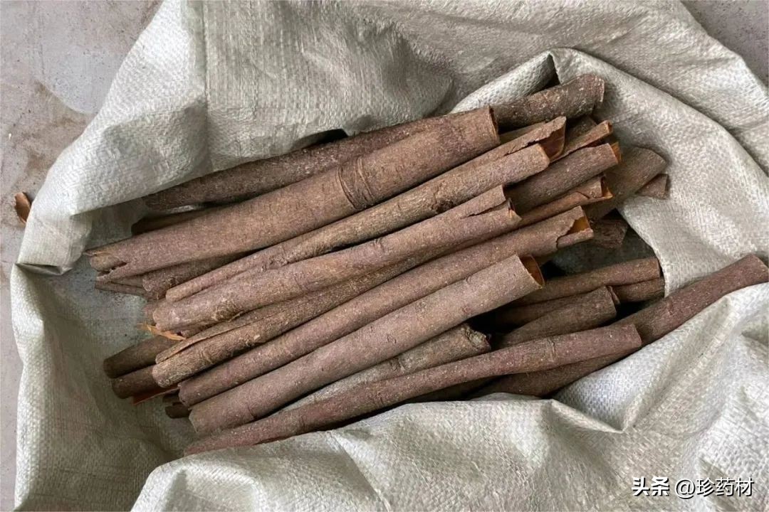 10月13日中药材市场快讯：川芎、猪苓、白前、木蝴蝶、肉桂、麦冬