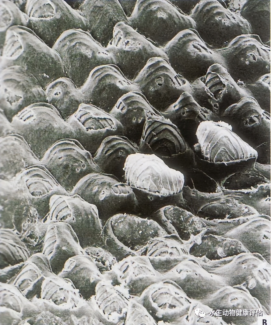 鱼类正常皮肤及其浅表疾病