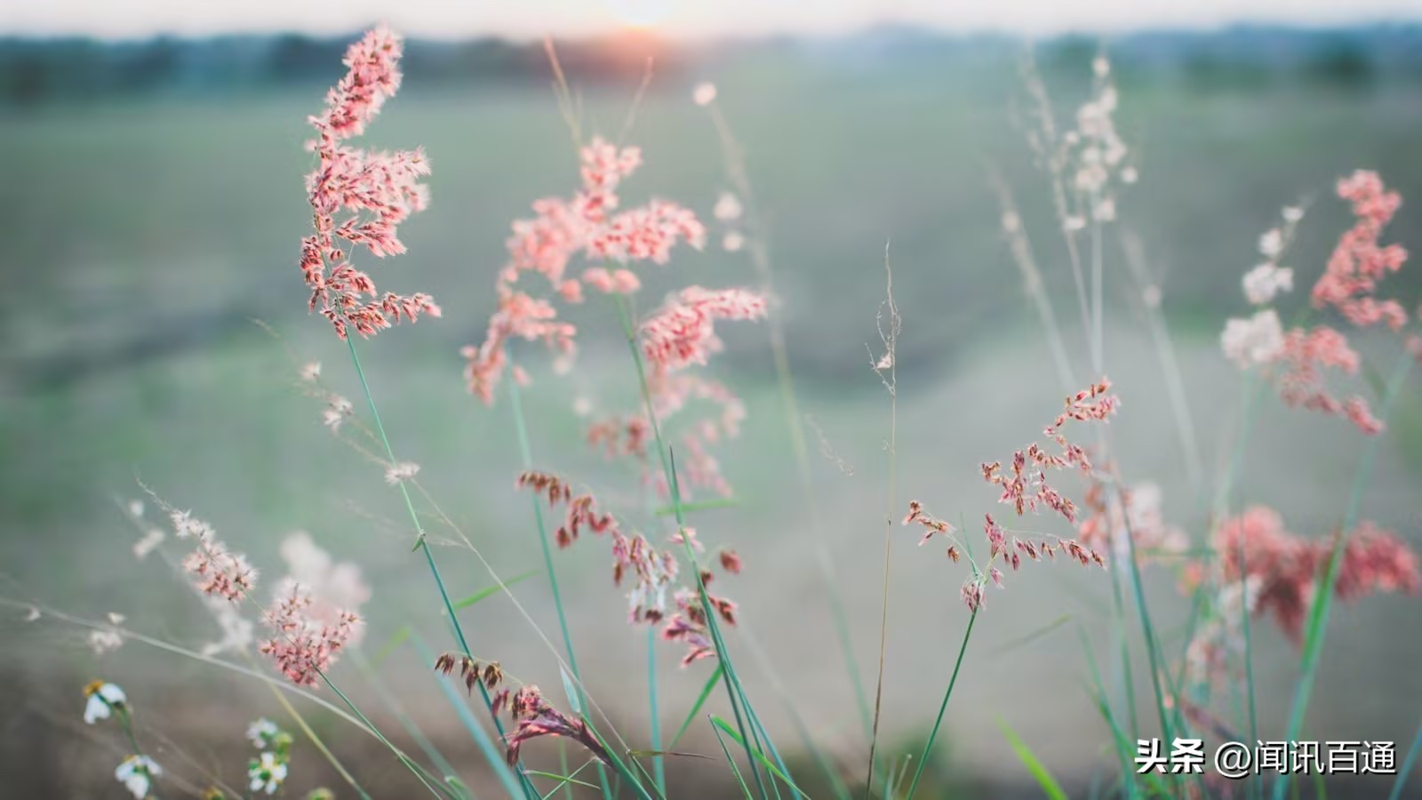 蒙特卡洛算法与人工智能,蒙特卡洛优化算法