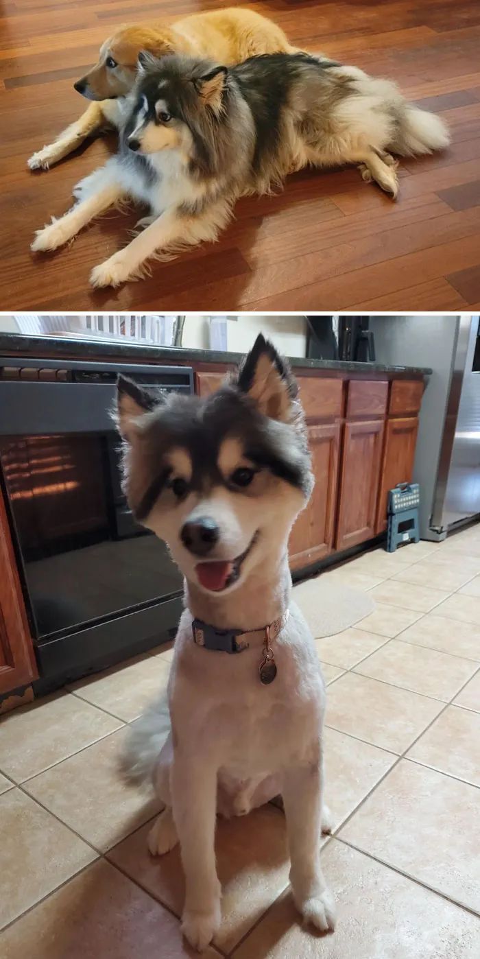 夏天来了要给猫剪毛吗,夏天怎么给狗修毛