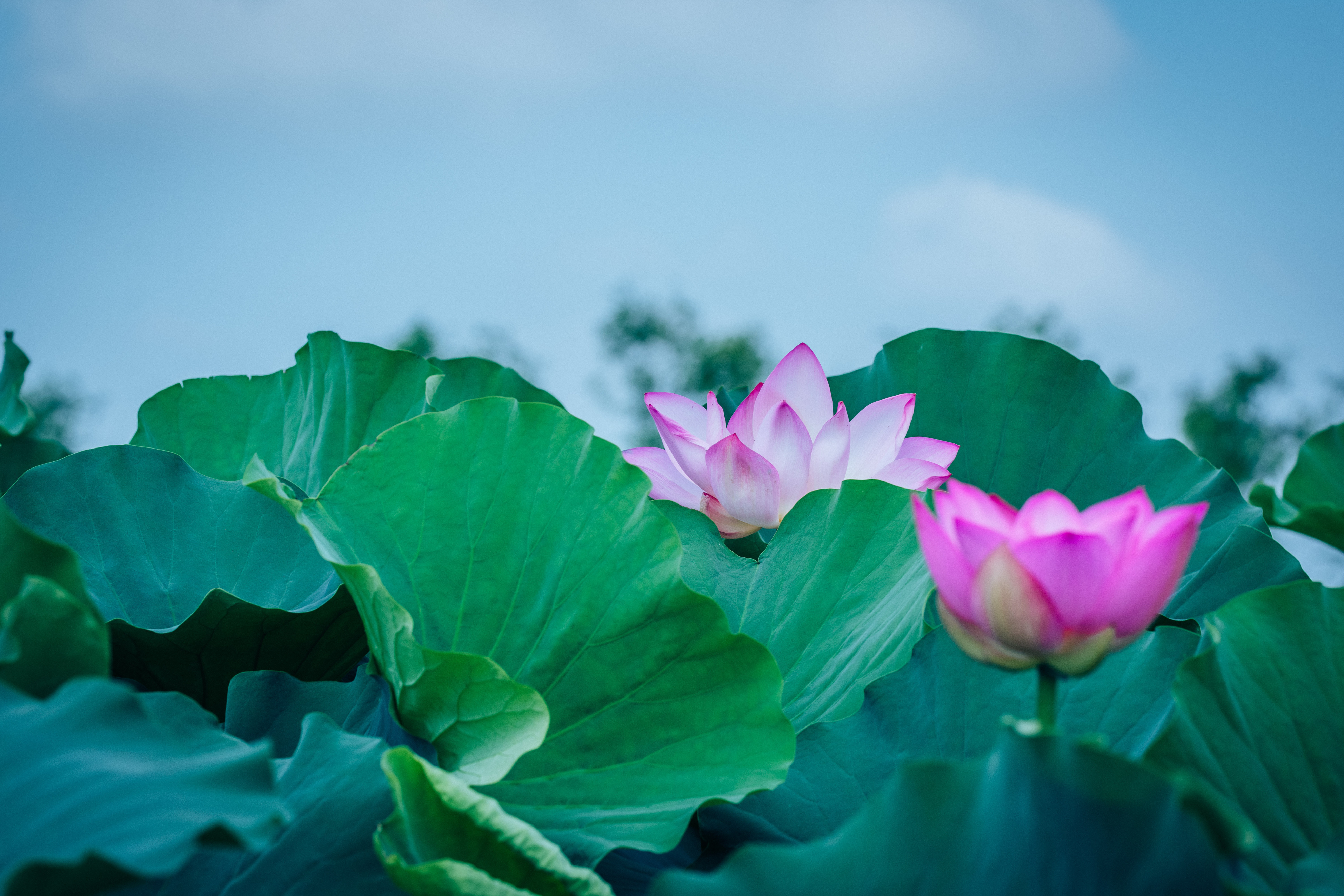 中国淮阳龙湖赏荷旅游月活动启动,淮阳龙湖湿地赏荷