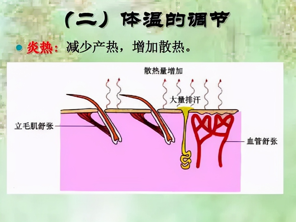 人类进化后失去体毛留下头发,人类怕冷为啥不会进化出毛发