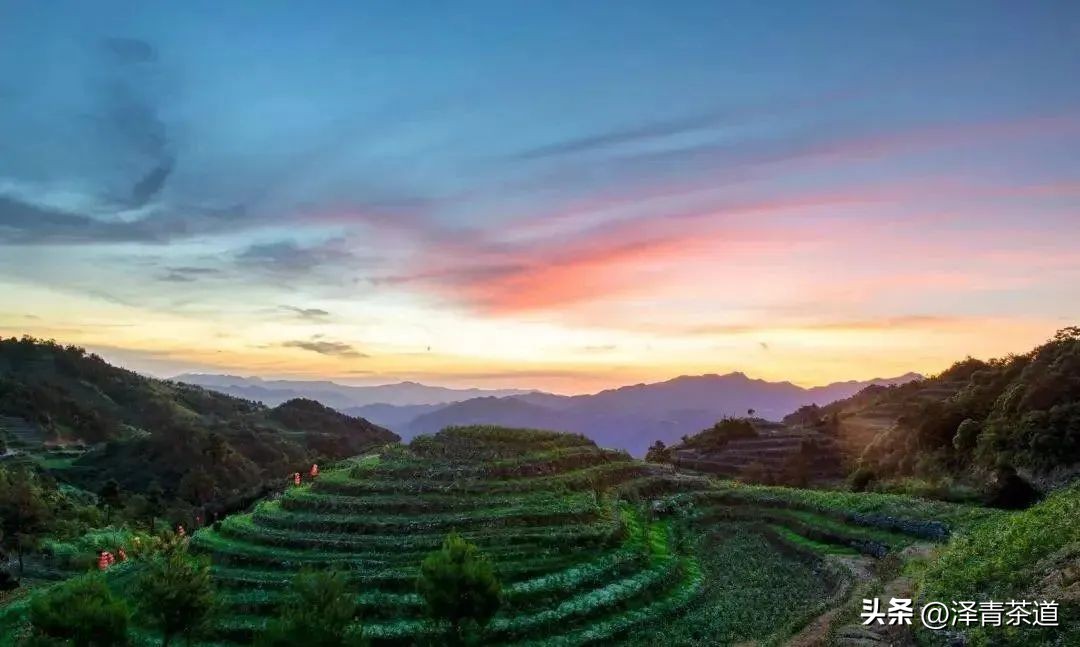 福建中国茶叶第一大省,中国茶叶排名第一省