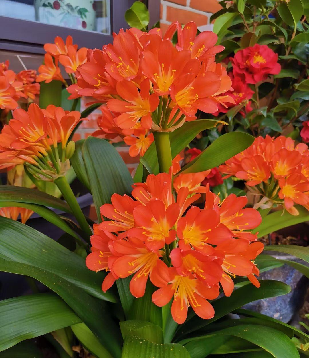 虎刺梅大花品种磷酸二氢钾,磷酸二氢钾促花促果用多少倍