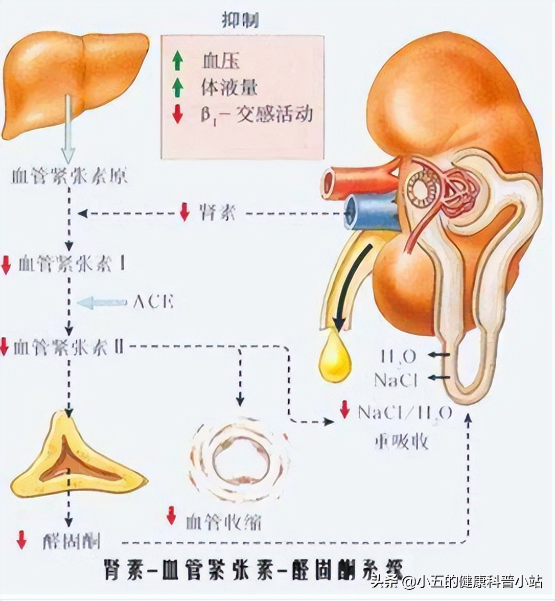 老人慢性心衰的治疗方法,老年人慢性心衰怎么办
