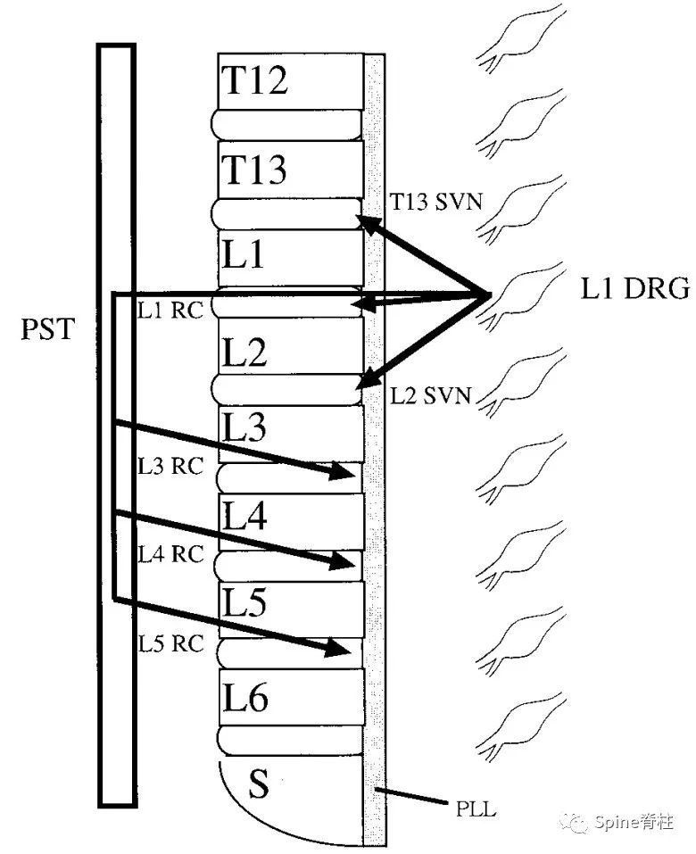 脊柱神经支配疼痛区域,脊柱神经支配的脏腑