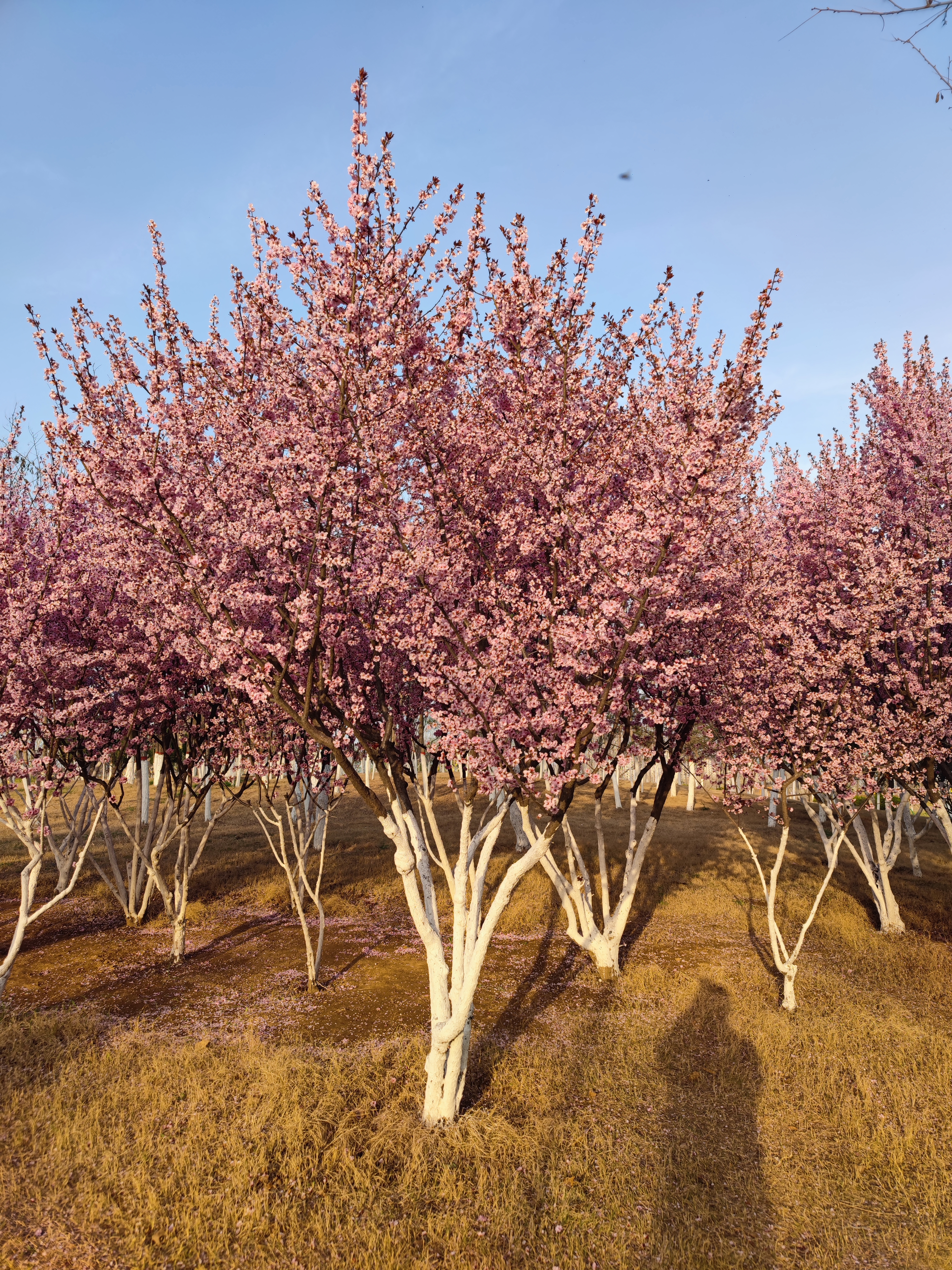 邯郸疫情旅游攻略,疫情当前少去人多的地方