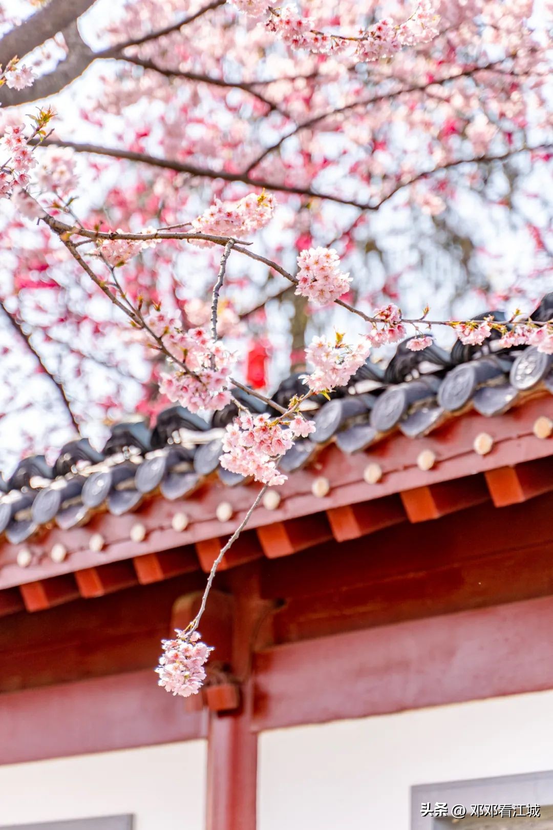 武汉樱花自由行攻略路线,武汉赏樱花两天一夜旅游攻略