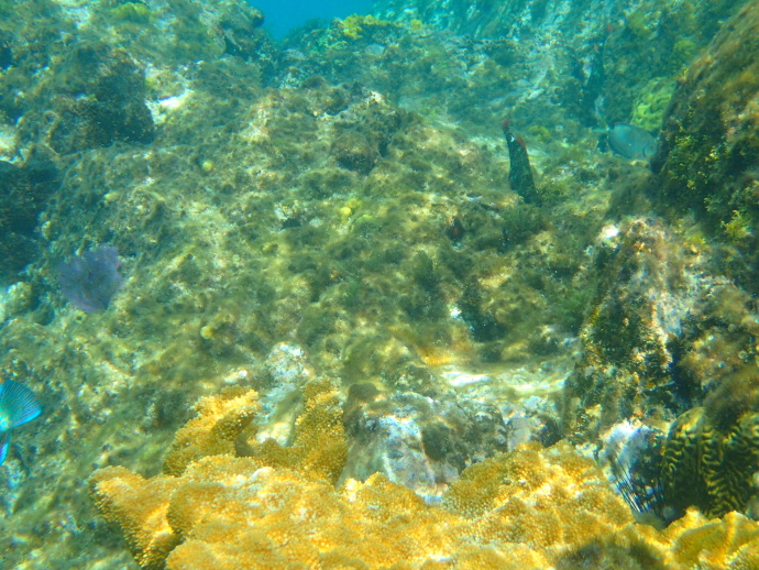 美维尔京群岛,美属维尔京群岛加勒比海