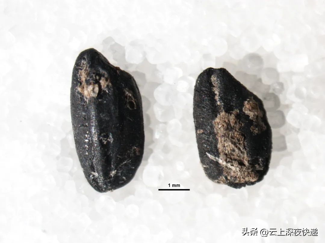 一粒种子的传奇故事,新津发展史