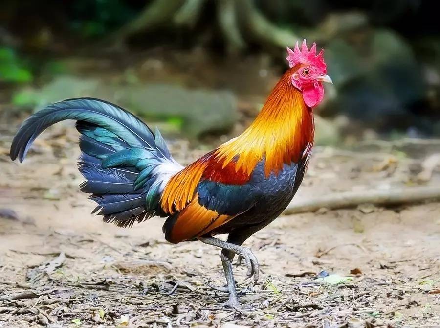 为什么感觉母鸡不用受精，却能天天下蛋？人类利用了鸡身上的bug