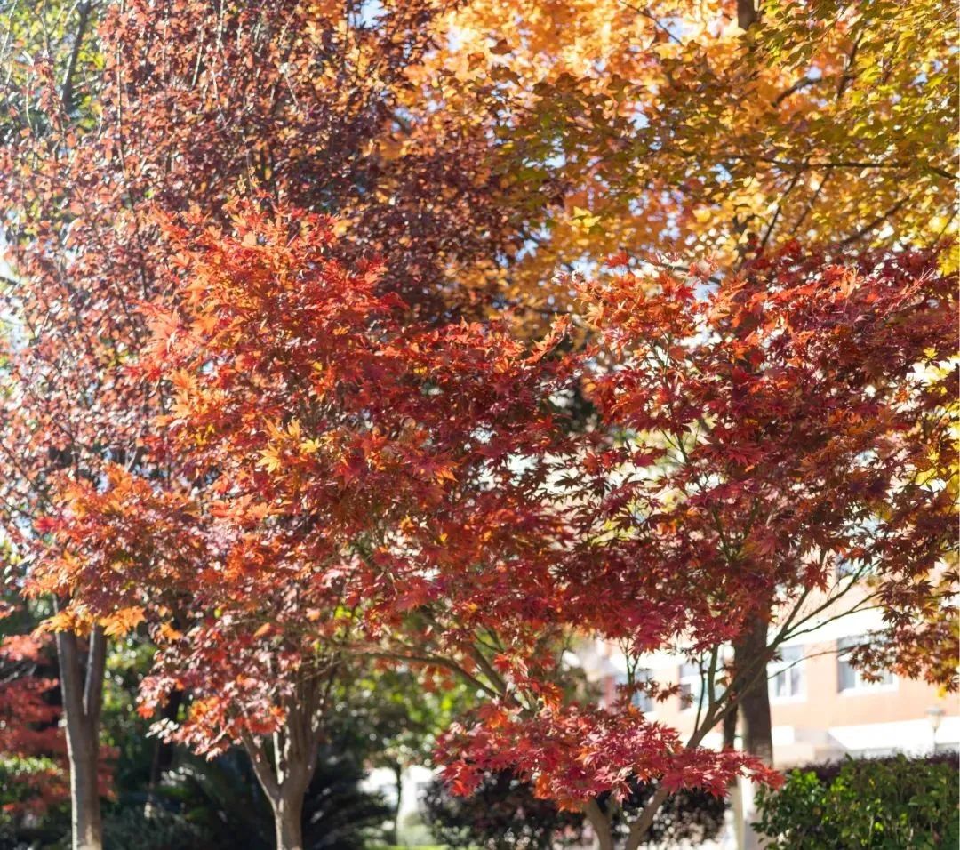 秋季限定|昆明九所学校，送你诗意校园里的一抹金