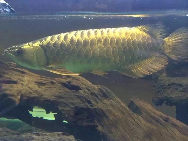 水族爱好者龙鱼,马来买的龙鱼如何带回国内