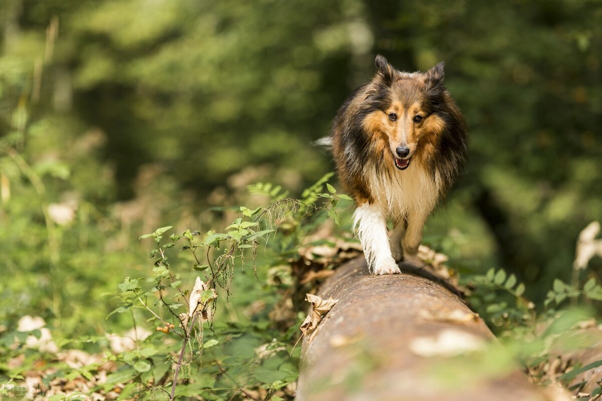 一只喜乐蒂从上海专车托运到杭州的案例分享