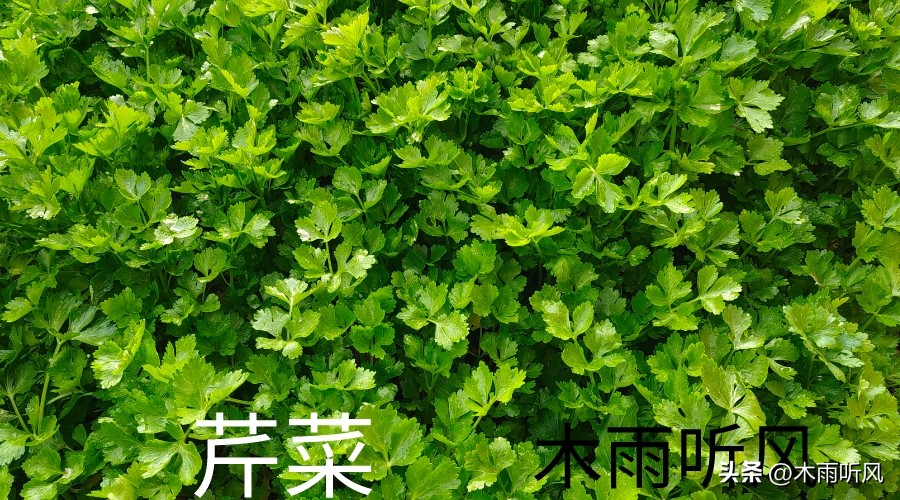 芹菜的种植管理视频播放,芹菜种植时间及方法应该了解哪些