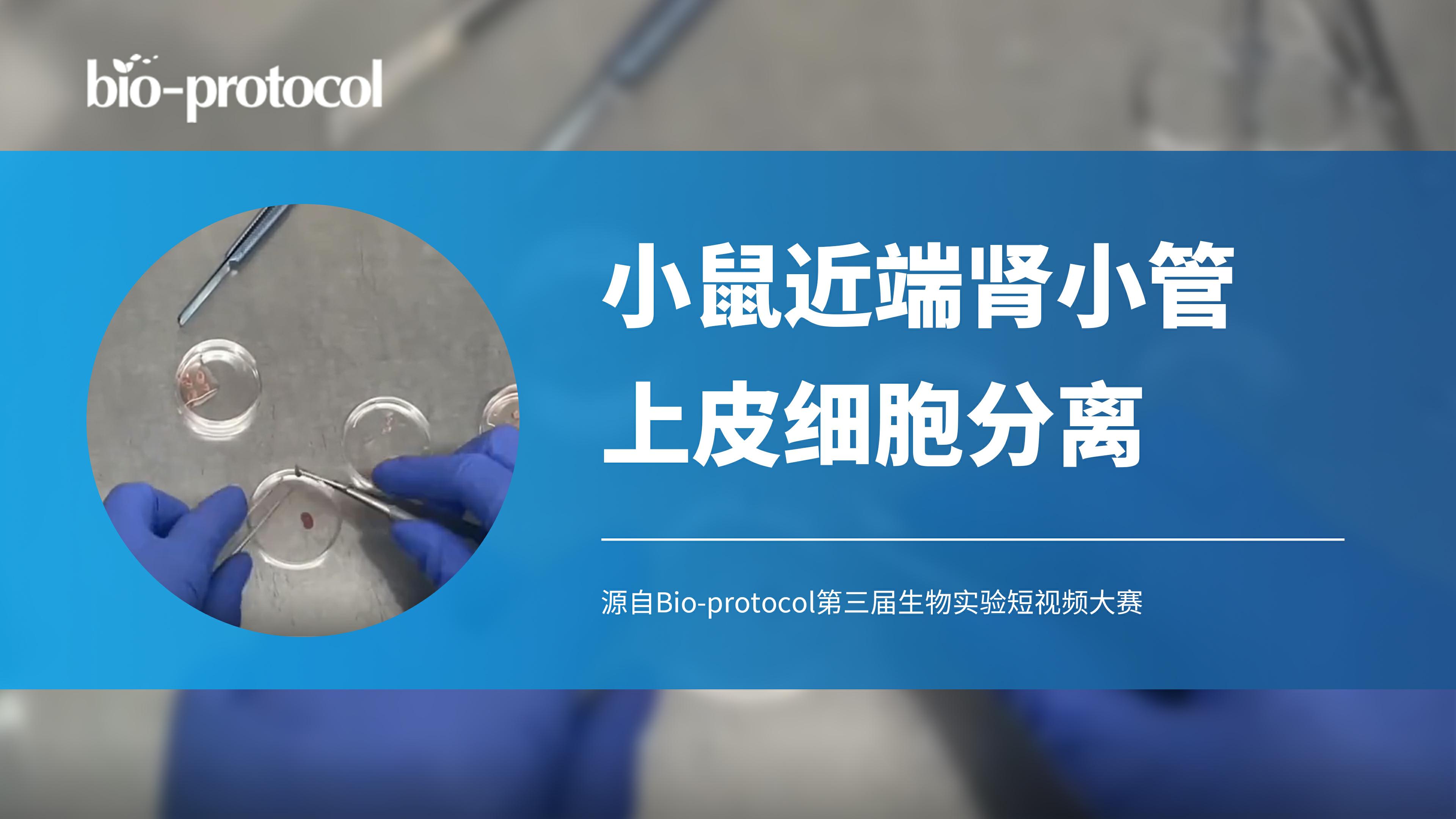 【视频大赛优秀作品】小鼠近端肾小管上皮细胞分离