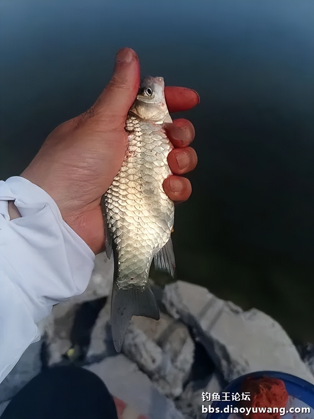 夜钓沙坑钓鱼视频大全,首钓