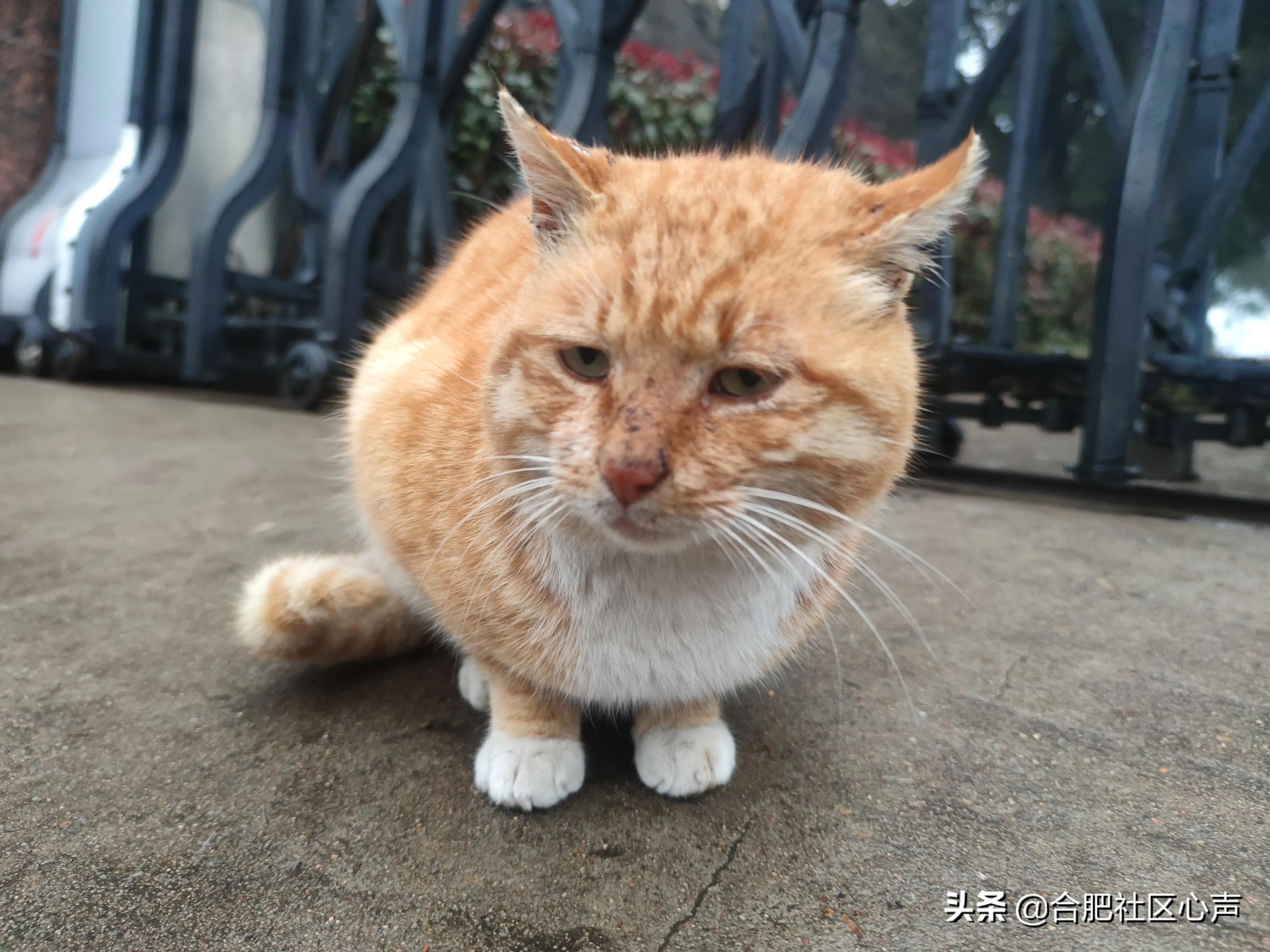 合肥有很多流浪猫的地方,合肥哪有流浪猫