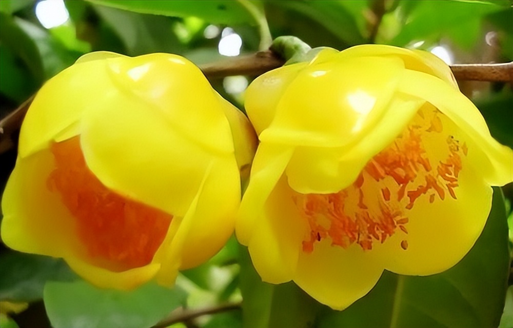 植物中的大熊猫是什么,植物大熊猫有哪些品种