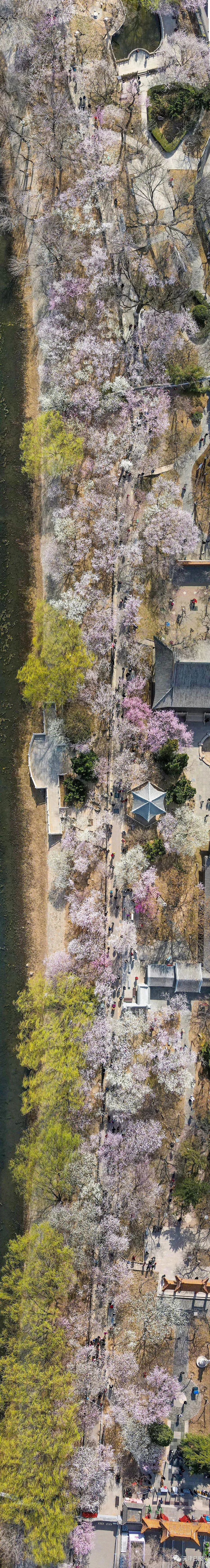 今年天津的桃花堤的桃花节是几号,天津桃花节旅游线路推介