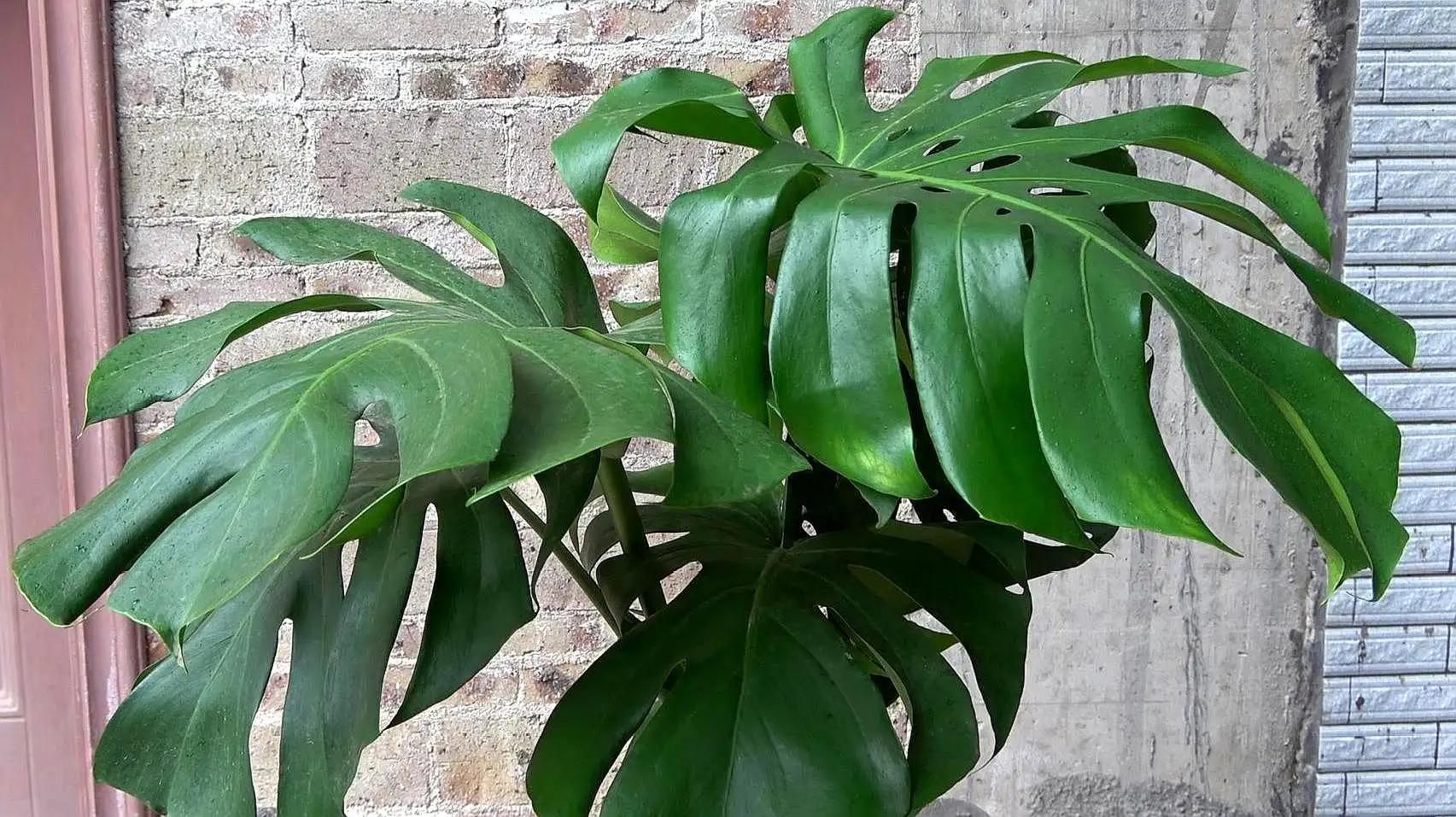 5种花不怕旱就怕涝,抽水机总是显示缺水漏水什么原因