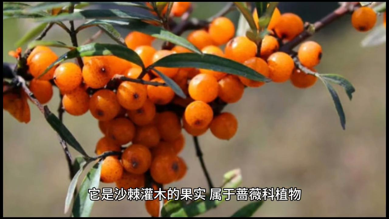 有关沙棘的知识,沙棘你了解多少