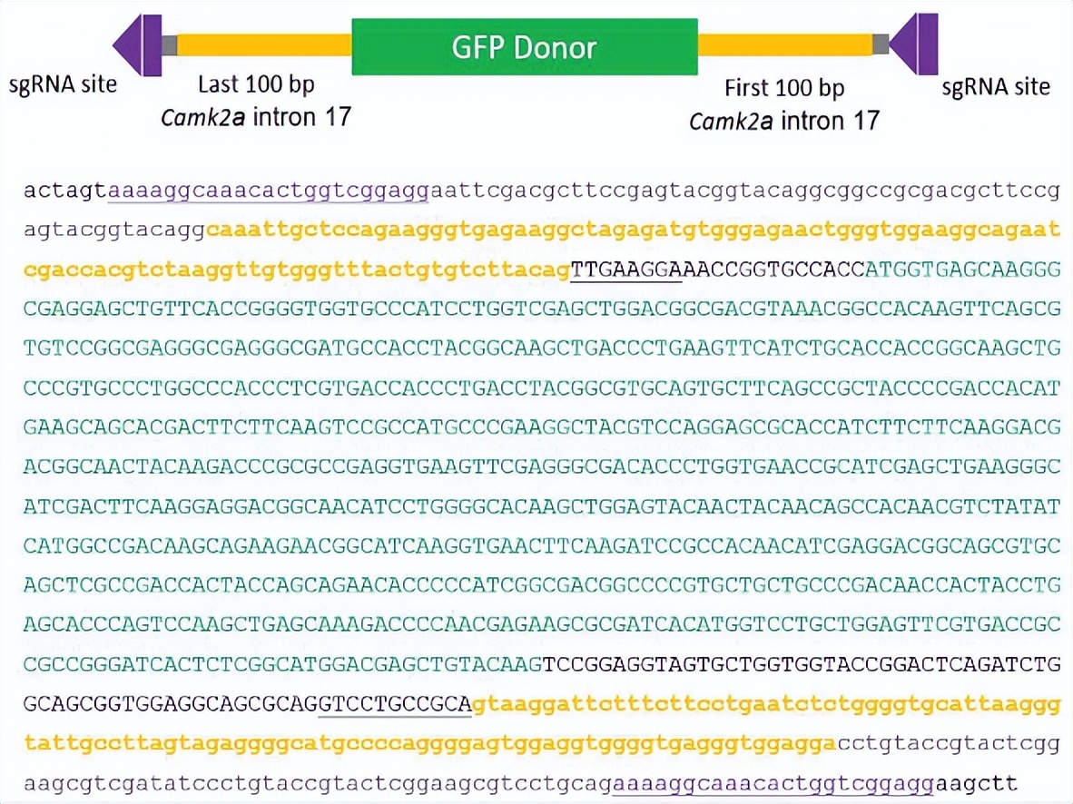 crispr蛋白质定位,crispr蛋白质