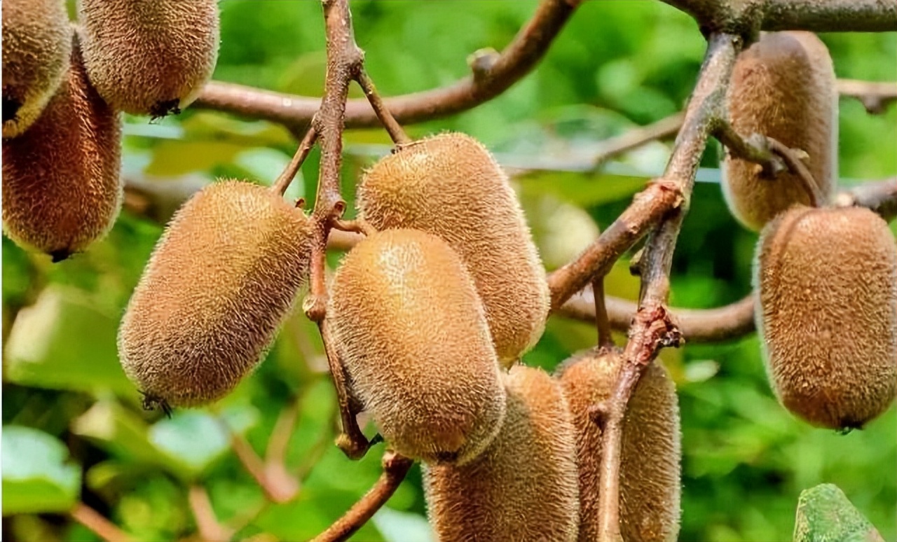 绿心猕猴桃和海沃德猕猴桃区别,海沃德猕猴桃种类