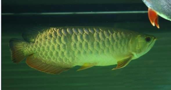 极品蓝底过背金龙,顶级蓝底过背金龙视频