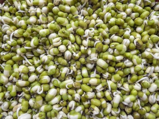 绿豆烫一下能发芽吗,绿豆用开水烫一下