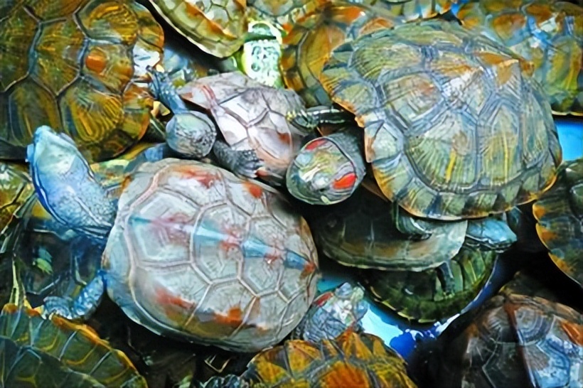 巴西龟是入侵物种为什么还要养,巴西龟可以吃蓝色小龙虾吗