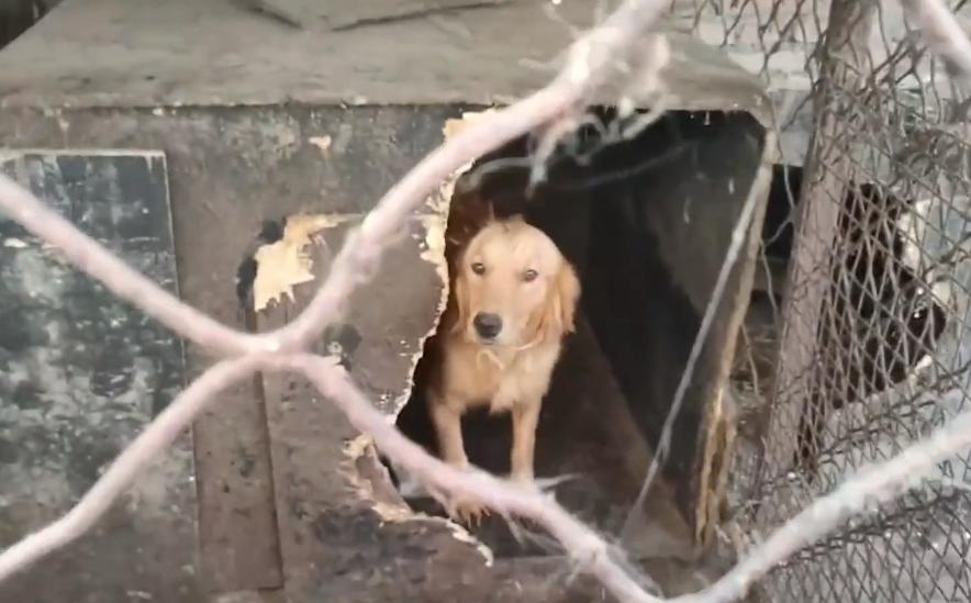 被养殖场淘汰的金毛犬，只能在笼子里端着盆子替它的孩子讨要食物