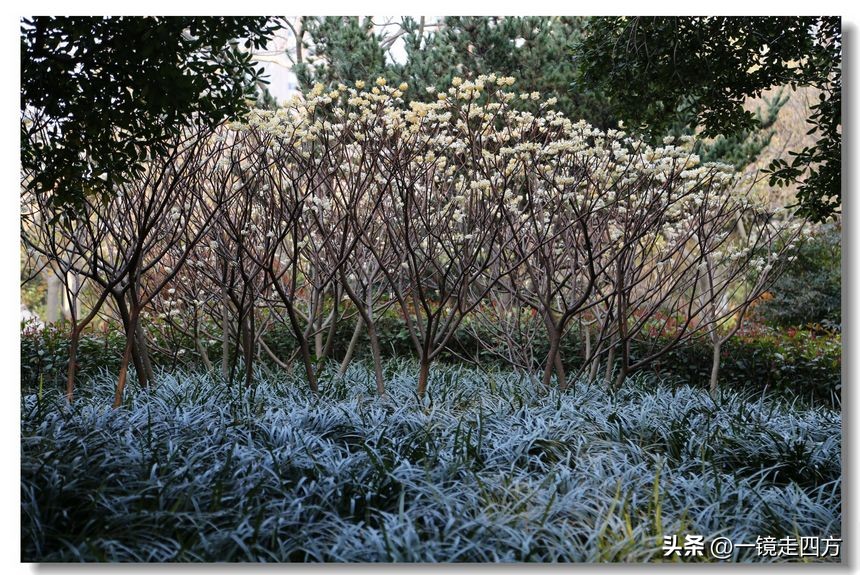 上海长风海洋公园和自然博物馆,上海长风公园占地面积