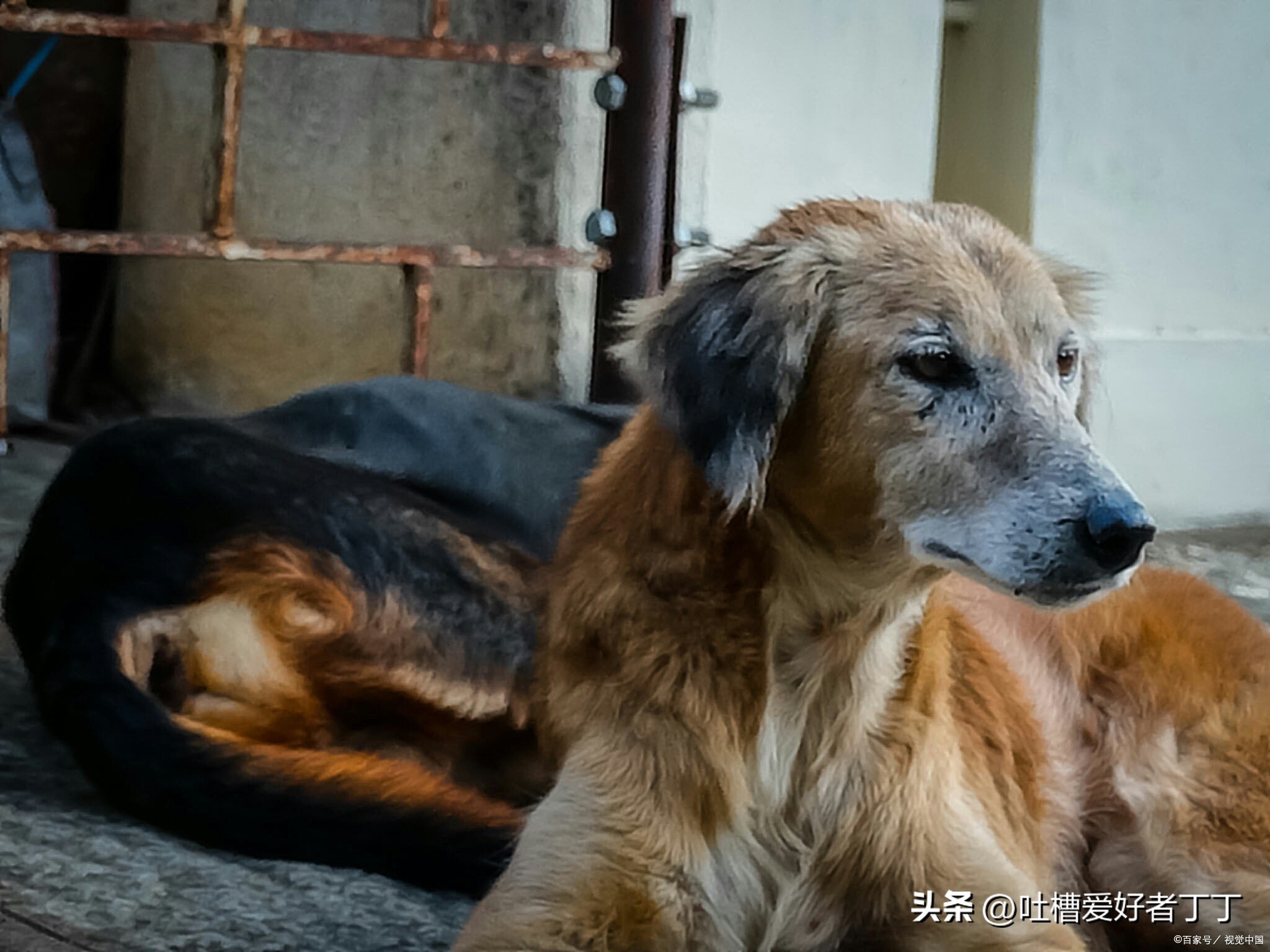 狗突然扑过来怎么办,遇到狗向你叫怎么办