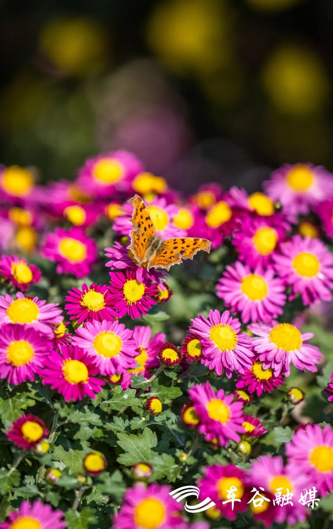 最美绿道骑行攻略,淘金山骑行绿道和东湖骑行绿道