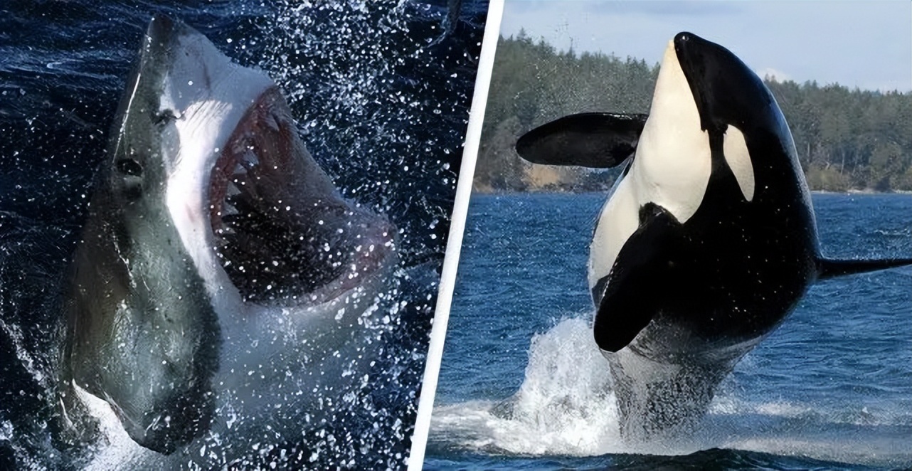 大王乌贼是不是抹香鲸的食物,抹香鲸是如何找到大王乌贼的