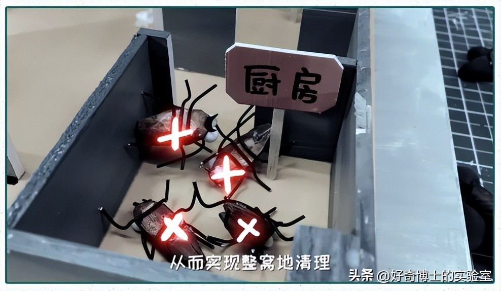 家里踩死的蟑螂，为啥一会儿就自动消失了？