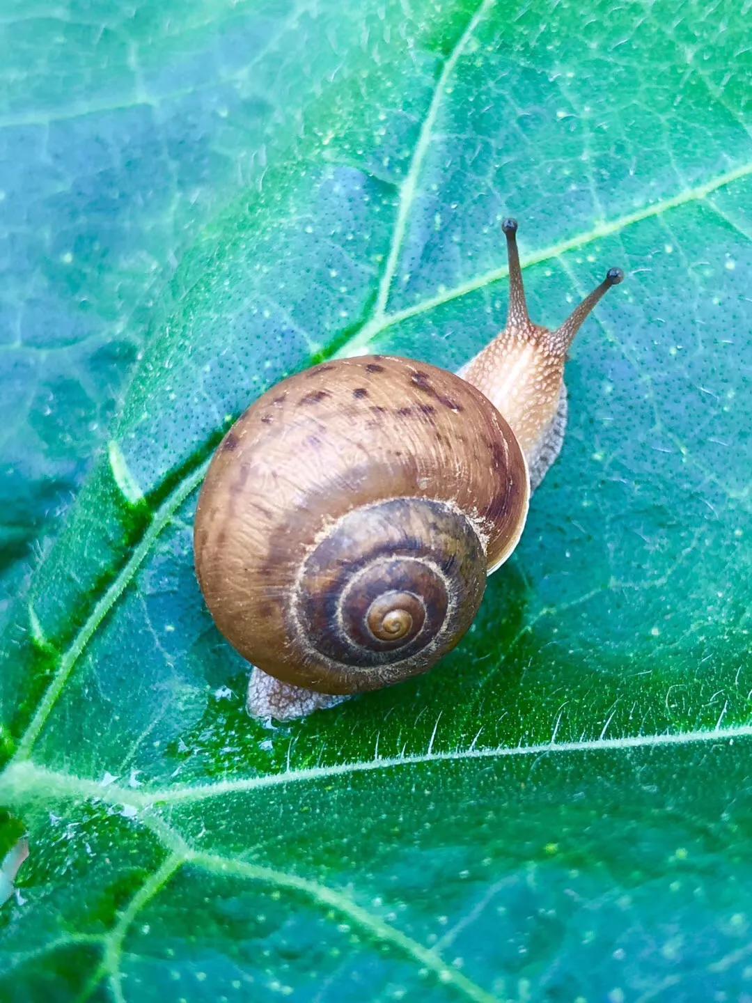散步的蜗牛,水里游的蜗牛