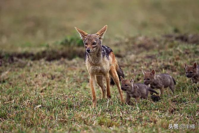 豺狼虎豹为什么豺能够位居第一位,豺狼虎豹里的豺指的是哪种动物
