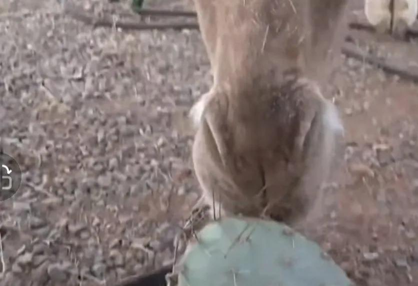 在沙漠里碰到渴死的骆驼会怎么样,在沙漠里遇到渴死的骆驼不能触碰