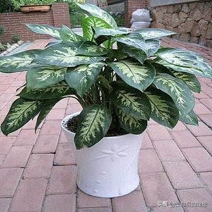 斑马绿植适合客厅的图,斑马花绿植