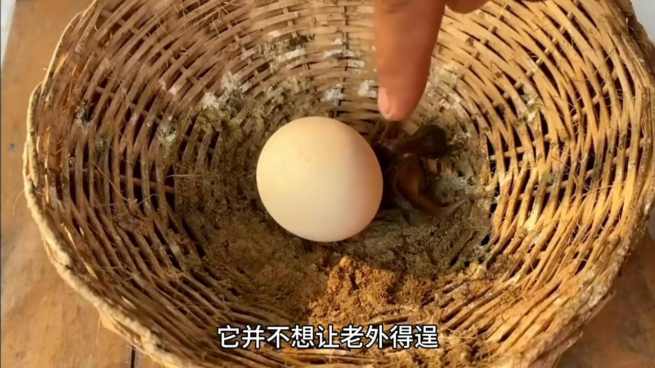 杜鹃宝宝的推蛋测试！#野生动物零距离