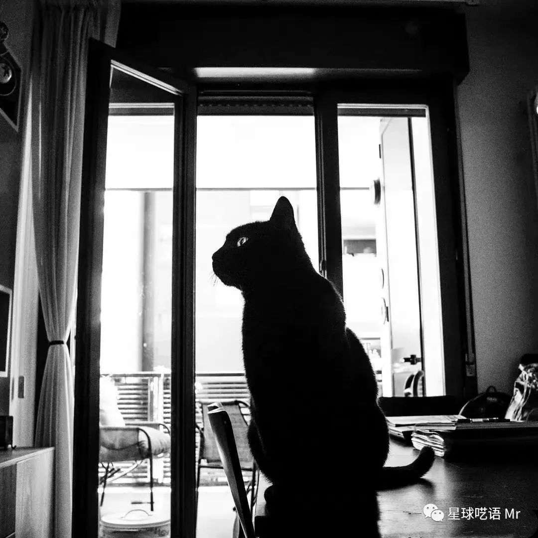 涂鸦诗歌|琉璃姬：笔直需要比沉默更接近桉树