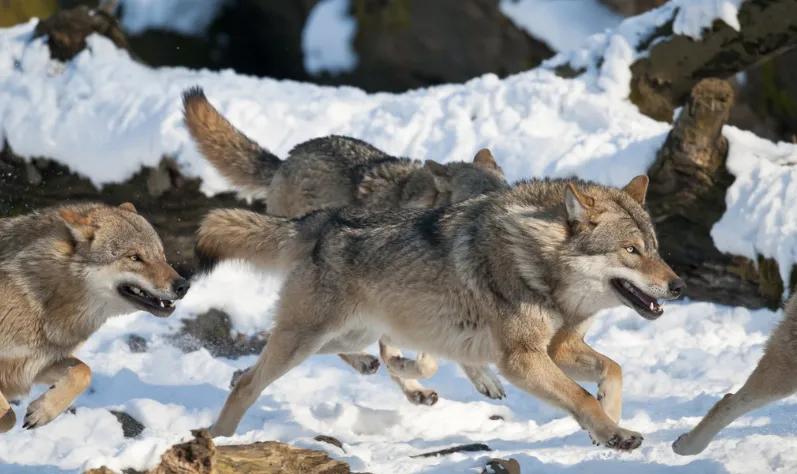 足坛五大铁卫,足坛十大铁血队长