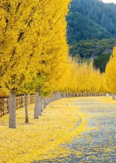 一天学一个成语一年级,一天学一个二字古词