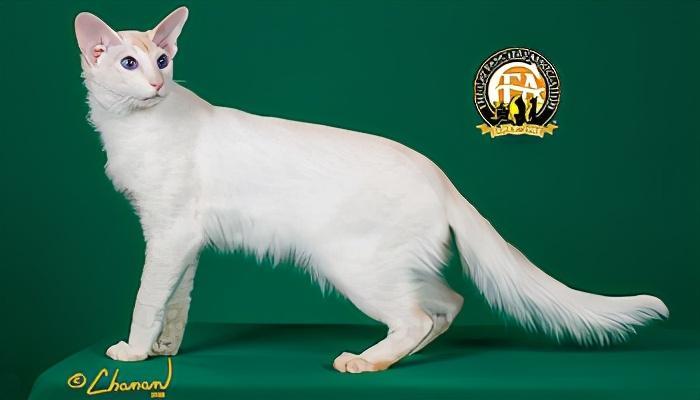 纯种猫咪有哪些颜色,纯种宠物猫有哪些品种