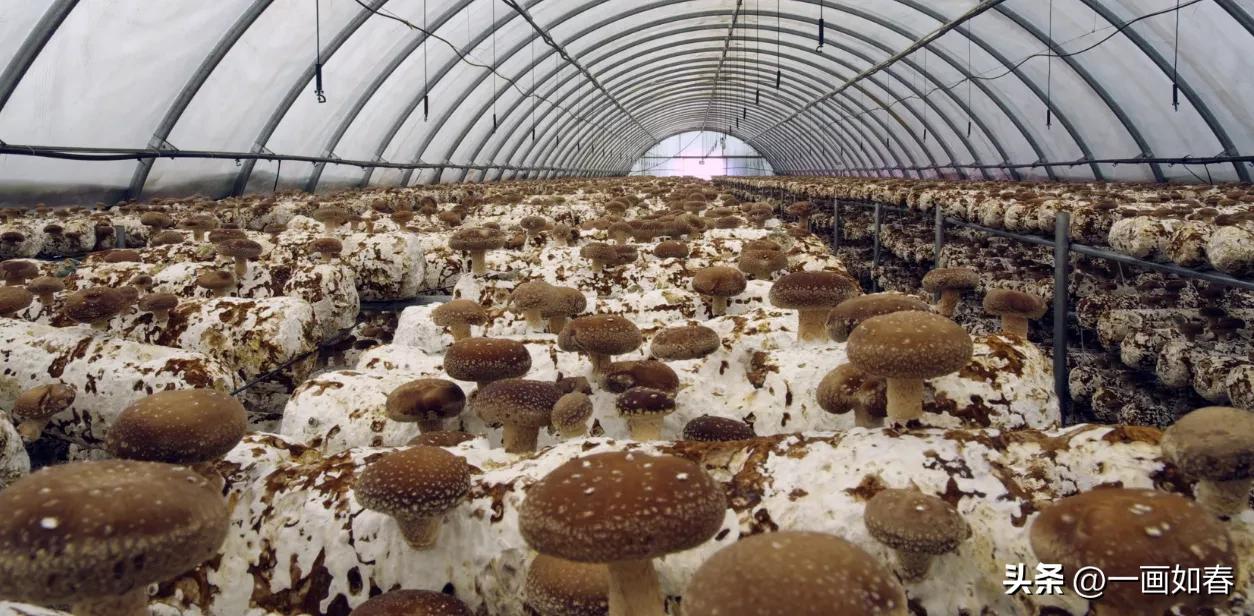 李湛冰｜魔棒惊太行