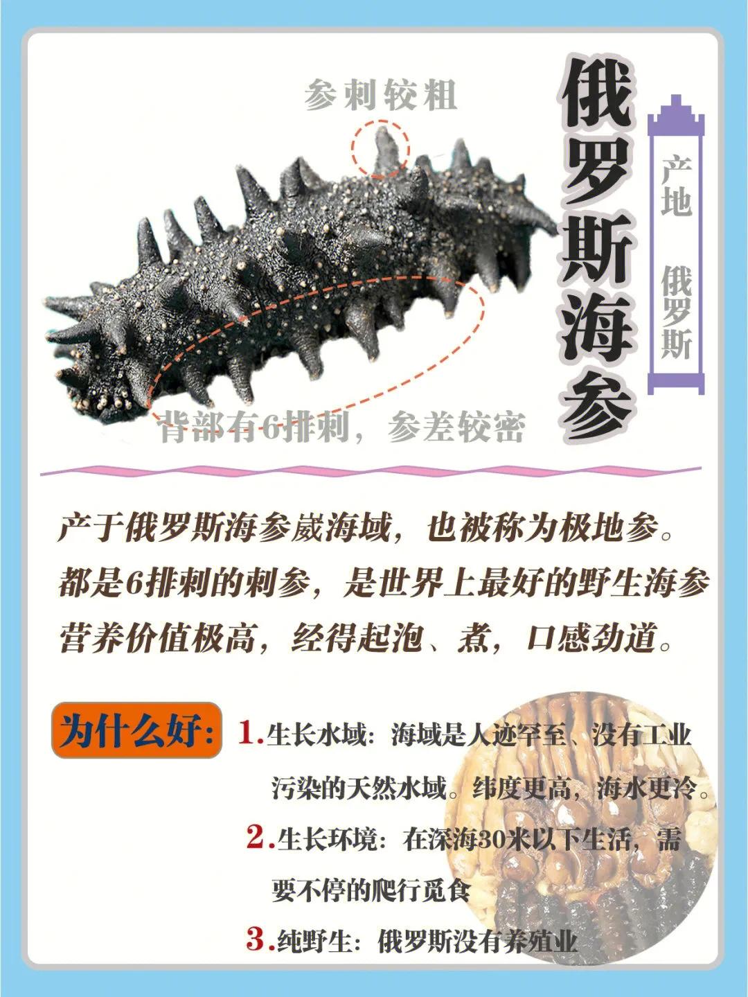 海参科普知识大全,常见海参品种大全