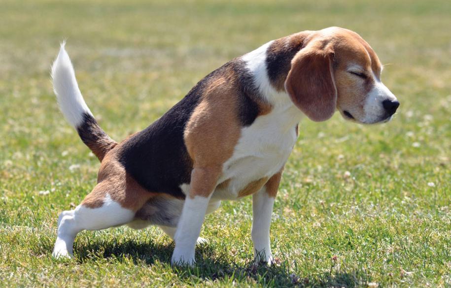 狗子每次尿一点什么原因,狗子乱尿怎么教